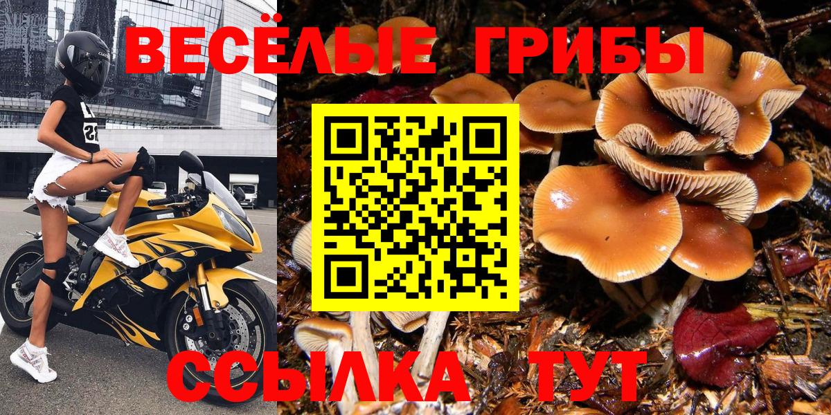 Псилоцибиновые грибы Cubensis Великий Устюг